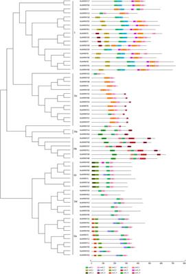 Genome-Wide Identification of WRKY Genes and Their Responses to Chilling Stress in Kandelia obovata